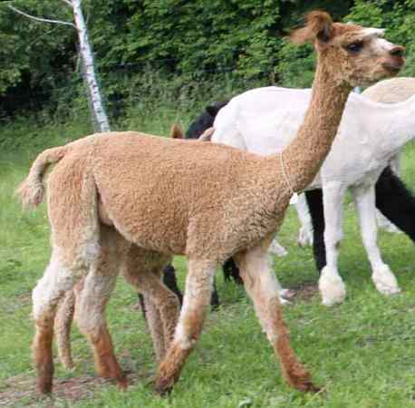 alpaka stute im verkauf der www.surifarm.de.jpg